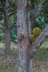 Durians on the durian tree in durian orchard . King of fruit.
