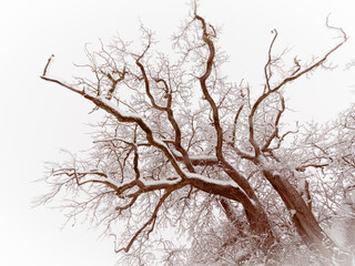 Trees in winter with snow