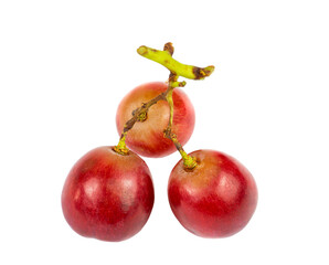 Three berries of pink grapes on a branch close-up isolated on a white background.