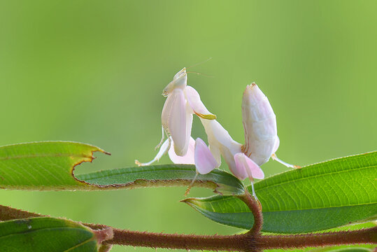 Matis Bilder Durchsuchen 166 Archivfotos, und Videos