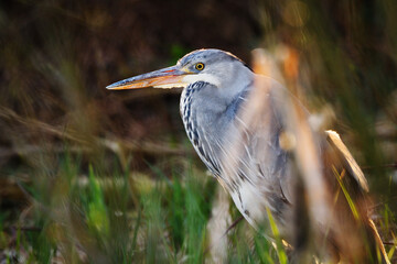 Hidding grey heron - Ardea cinerea