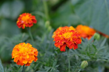 Several marigold flowers, close-up. Bright flowers with dew on the petals.