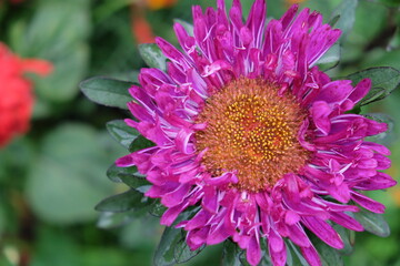 Single flower of purple chrysanthemum on a blurred background, close-up. Dew drops on flower petals.