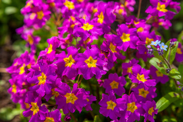 Obraz premium Russia. May 16, 2019. Fresh primrose flowers in the flower bed.