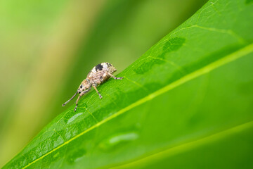 Macro Strange tropical insects or bug,common cockchafer on blurred green leaves plant