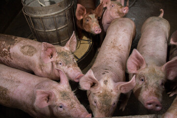 Swine at the farm. Meat industry. Pig farming to meet the growing demand for meat in thailand and international.