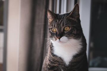 Chat