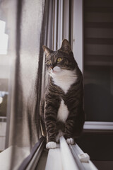 Chat