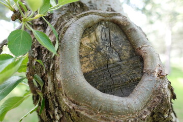 Tree Wound, Stump, and Around Ring 