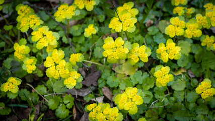 a lot of yellow spring flowers grow together