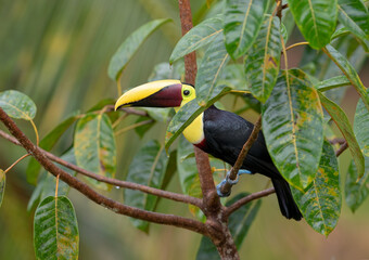 Yellow-throated Toucan (Black-mandibled) perched on a branch in the tropical rainforests, Boca Tapada, Laguna de Lagarto Lodge, Costa Rica © Jim Cumming