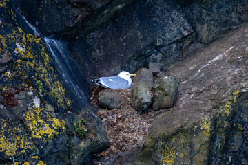 Nesting Herring Gulls (Larus argentatus)) on cliffs in Cornwall