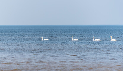 Fototapeta na wymiar Swans Swimming on the Baltic Sea Coast