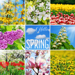 Hello spring collage with colorful pictures of blooming flowers