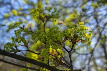 Acer platanoides Norway maple tree branches in bloom, springtime bright color green yellow flowering plant