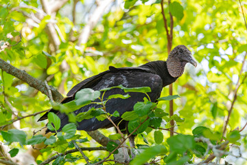 Black Vulture