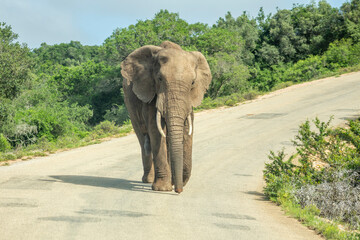 Fototapeta na wymiar African elephants, in the street, Addo South Africa