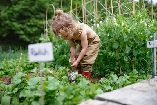 Portrait Of Small Girl Working In Vegetable Garden, Sustainable Lifestyle.