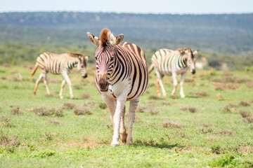 Fototapeta na wymiar African zebra, in its natural environment, Addo South Africa