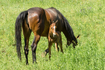 Lonely chestnut mare with very young foal grazing on a spring pasture.