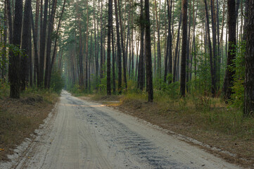 Empty sandy earth road in morning pine forest in ukraine