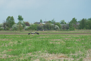 Obraz na płótnie Canvas Stork family landing to fatherland on Ukrainian meadow in rural area at spring season