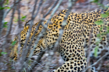 Leopard (Pantera pardus) moving through African bush © Mark Hunter