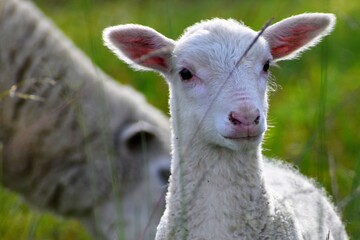 Lamb