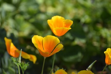 Fototapeta premium Wild Flowers