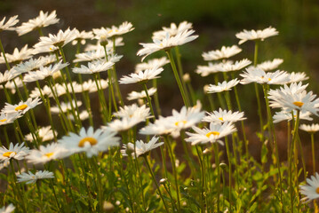 Daisy flower in the field