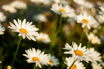 Obraz premium Daisy flower in the field