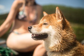 A wet red-haired Shiba Inu dog, after swimming in the water, sits in a boat with its owner, who is sitting next to her in a swimsuit and sunbathing. Joint summer vacation of the dog and the owner