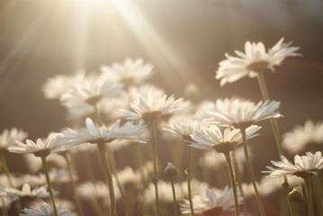 Obraz na płótnie Canvas Daisy flower in the field