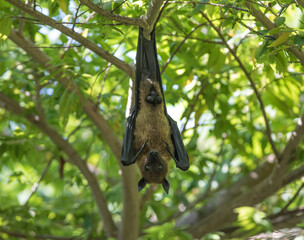 The flying fox (fruit bat) hangs on the branch palm trees