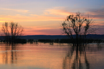 Purple and pink evening sky reflection on the lake surface, lonely trees in the lake