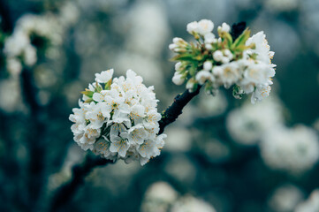 blossom cherry orchard tree