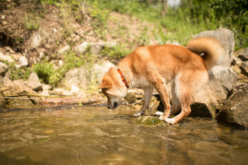 A bright beautiful beautiful Shiba Inu dog drinks water from the river and swims in a kind of a sunny summer day. The dog is thirsty