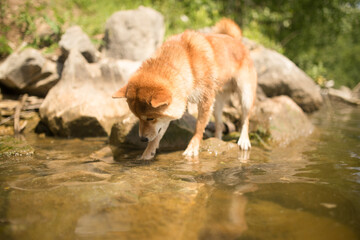 Naklejka na ściany i meble A bright beautiful beautiful Shiba Inu dog drinks water from the river and swims in a kind of a sunny summer day. The dog is thirsty