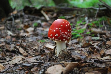 mushroom mushroom in the autumn forest on the grass photomacro photography