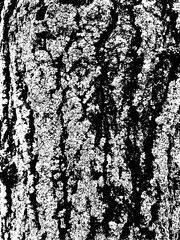 Grunge tree bark texture. Distressed overlay texture. Black and white vector texture