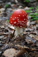 mushroom mushroom in the autumn forest on the grass photomacro photography