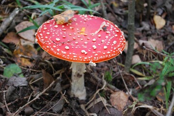 mushroom mushroom in the autumn forest on the grass photomacro photography