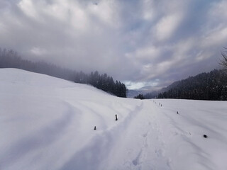 Obraz premium snow covered trees