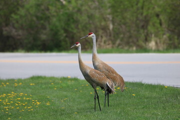 Sandhill Crane Walking Through the Neighborhood 