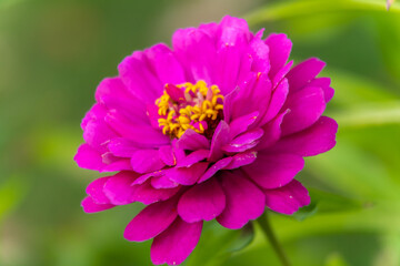 Obraz premium Russia. August 20, 2019. Zinnia flower in Lomonosov Park