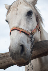 Caballo en el establo.