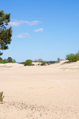 Sand dunes in Kootwijk the Netherlands