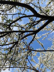 sky view between trees in sunny day