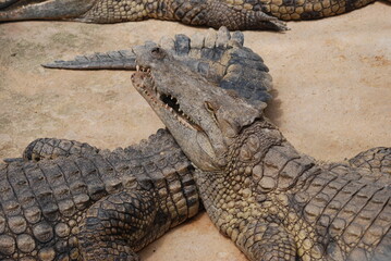 crocodile