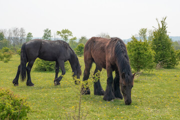 two horses grazing in a meadow
